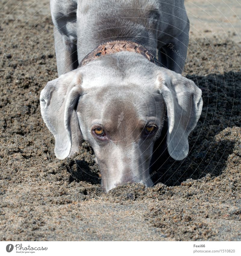 Tia / Spürnase Jagd Abenteuer Camping Strand Sand Sommer Küste Hundehalsband kurzhaarig Tiergesicht Fell 1 Leder Glück muskulös Neugier klug schön braun grau