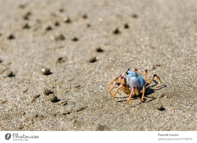 Strandkrebs Ferien & Urlaub & Reisen Abenteuer Sommer Meer Umwelt Natur Landschaft Tier Urelemente Sand Klima Park Küste Platz Wildtier 1 lustig weich Schutz