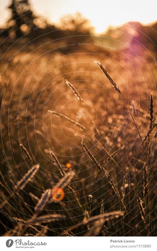 Outback schön Erholung Ferien & Urlaub & Reisen Abenteuer Sommer Sonne Umwelt Natur Landschaft Urelemente Klima Klimawandel Wetter Schönes Wetter Dürre Pflanze