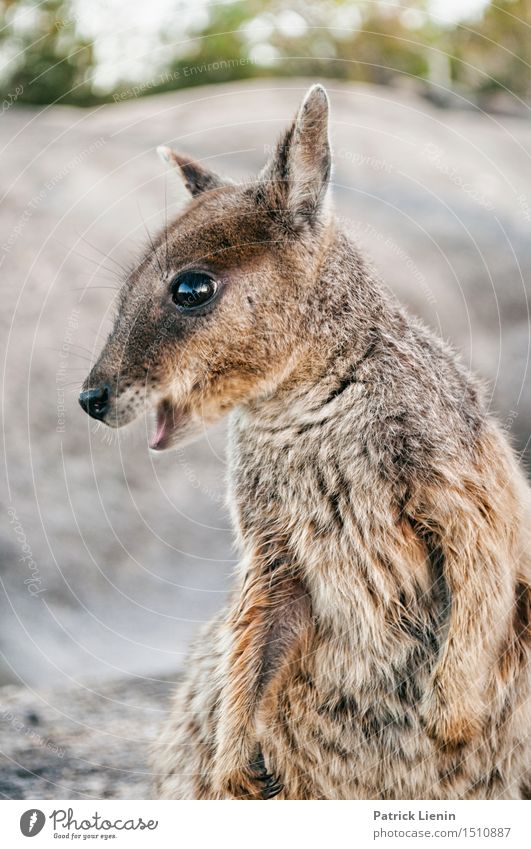 Rock Wallaby schön Ferien & Urlaub & Reisen Abenteuer Sommer Natur Tier Wetter Park Berge u. Gebirge Wildtier 1 Freundlichkeit Fröhlichkeit einzigartig kuschlig