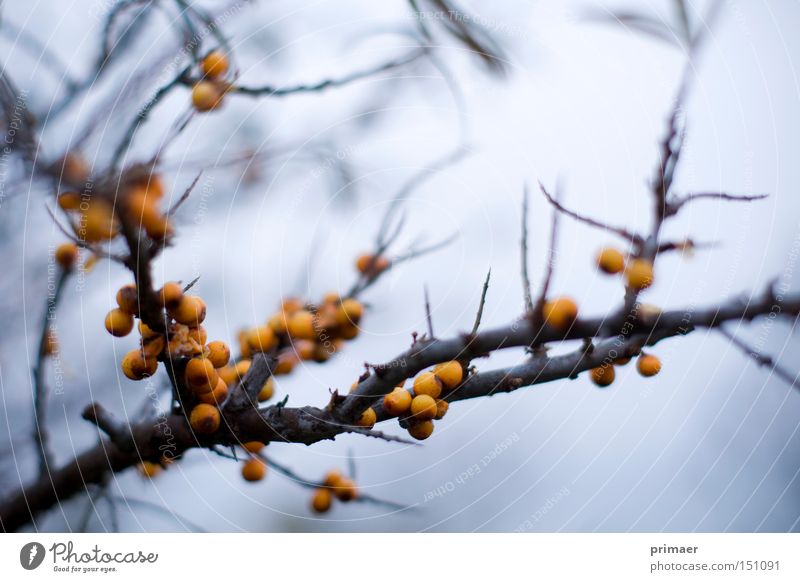 Herbststaub blau orange Pflanze Beeren Stachel stachelig Spitze Vergangenheit Vergänglichkeit Natur Tod Hoffnungslosigkeit Ende Makroaufnahme Nahaufnahme welk