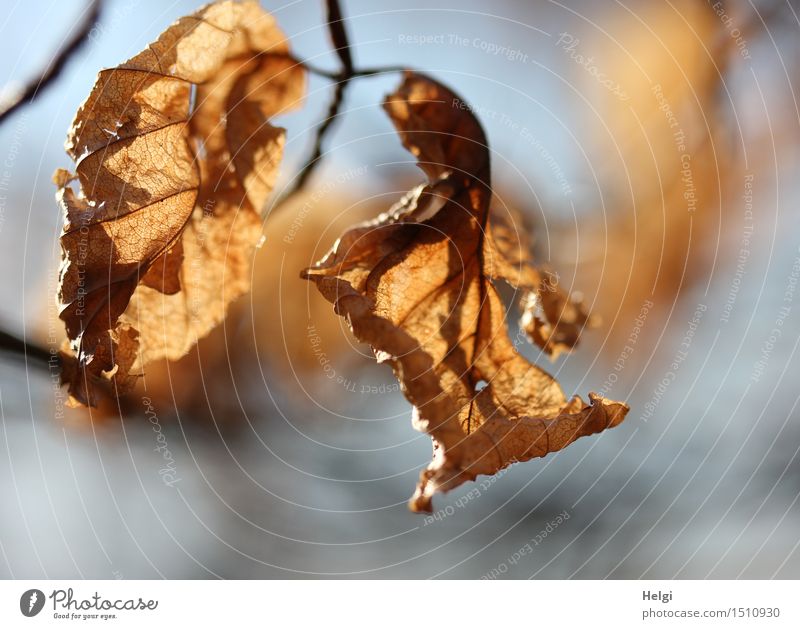 Restbestände... Umwelt Natur Pflanze Herbst Schönes Wetter Baum Blatt Zweig Buchenblatt Park hängen dehydrieren alt authentisch einzigartig natürlich trocken