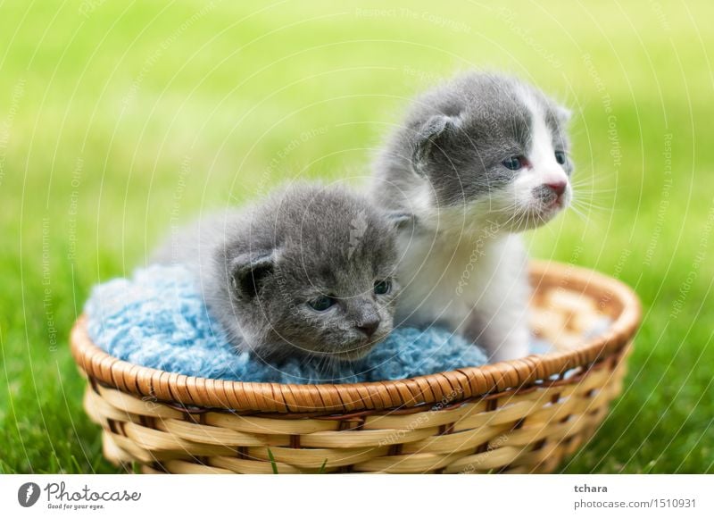 Kätzchen schön Garten Baby Tier Gras Fell Haustier Katze 2 Tierjunges Liebe Traurigkeit warten klein lustig niedlich grau grün Katzenbaby heimisch Hintergrund