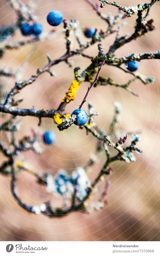 Wildfrucht Frucht Ernährung harmonisch Natur Pflanze Sträucher Wachstum Freundlichkeit frisch Gesundheit nass sauer authentisch rein Schwarzdorn herb Flechten