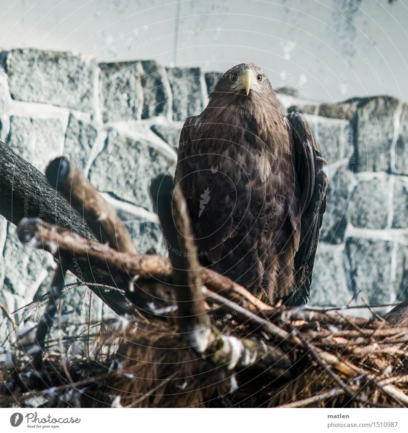 Fliegerhorst Zoo Tier Flügel 1 Stein Holz beobachten dunkel braun grau Berlin 2015 Steinadler Horst Farbfoto Gedeckte Farben Außenaufnahme Nahaufnahme