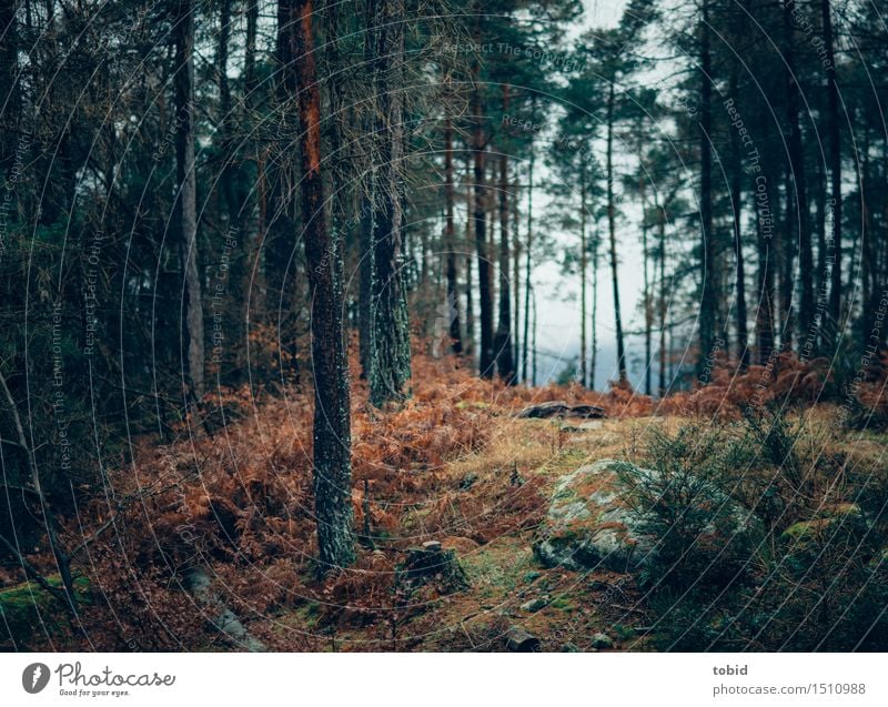 Urwald Natur Landschaft Pflanze schlechtes Wetter Baum Gras Sträucher Moos Wald Hügel Felsen dunkel kalt Ferne welk Baumrinde Waldlichtung herbstlich verdorrt