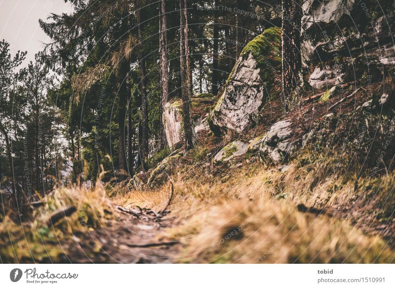 Pfade Natur Landschaft Pflanze Baum Gras Sträucher Moos Wald Hügel Felsen Wege & Pfade verwittert welk Forstwirtschaft trist nah Farbfoto Außenaufnahme