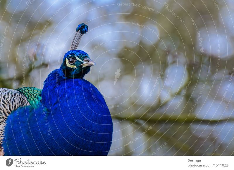 Pfau Tier Wildtier Vogel Tiergesicht Flügel Zoo 1 ästhetisch schön mehrfarbig Farbfoto Außenaufnahme Menschenleer Textfreiraum rechts Tag Schwache Tiefenschärfe