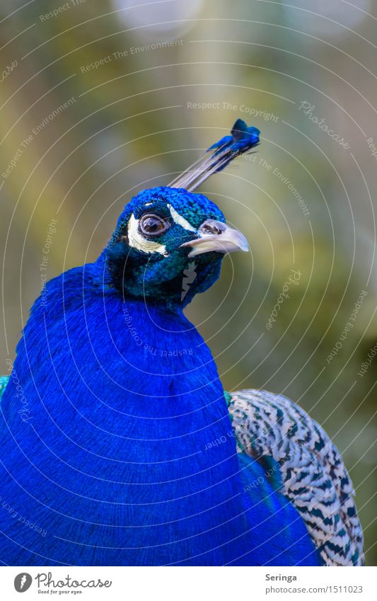 Was für eine Farbe Tier Wildtier Vogel Tiergesicht Flügel Zoo 1 Blick Pfau Pfauenfeder Hühnervögel Farbfoto mehrfarbig Außenaufnahme Menschenleer