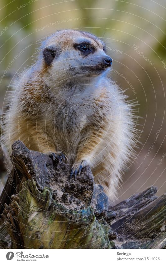 Erdmännchen Winter Tier Wildtier Zoo 1 Bewegung füttern sitzen Farbfoto mehrfarbig Außenaufnahme Menschenleer Textfreiraum oben Textfreiraum unten Tag