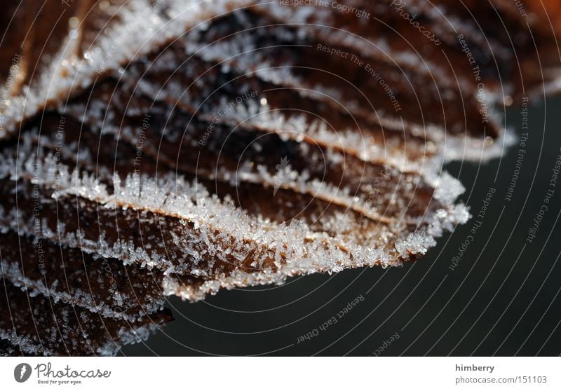 frostbeulen Frost Winter Jahreszeiten Herbst Raureif Eiszeit Kristallstrukturen Eiskristall Natur Ruhestand kalt Grad Celsius Temperatur Schnee