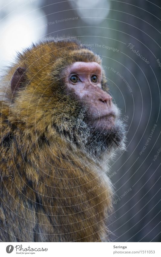 Schaut nicht gerade zufrieden Tier Wildtier Tiergesicht Fell 1 Blick Affen Farbfoto mehrfarbig Außenaufnahme Menschenleer Textfreiraum rechts Textfreiraum oben