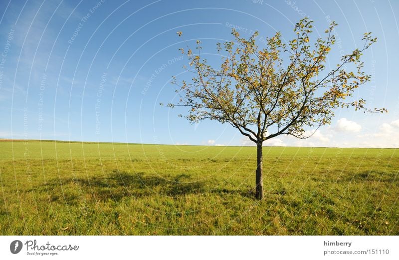 baumstelle Baum Natur Landwirtschaft ruhig Frieden Erholung Jahreszeiten Ferien & Urlaub & Reisen Freizeit & Hobby Landschaft Wiese Himmel Wetter Obstbaum