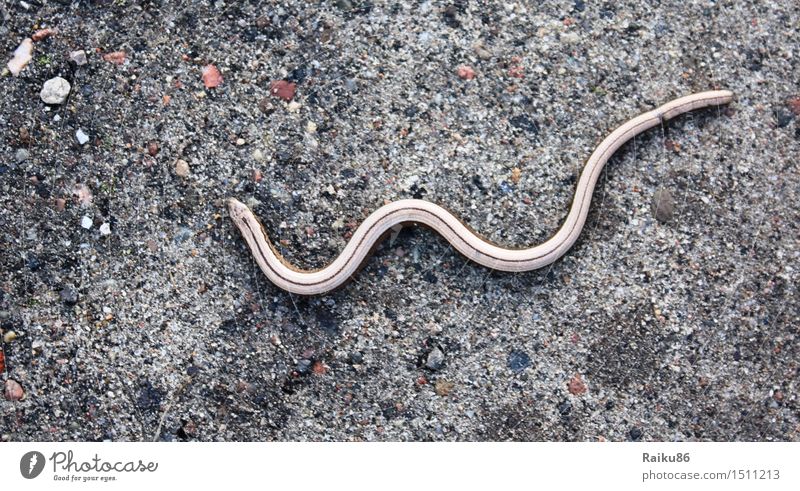 Blind Snake Natur Wildtier Schlange 1 Tier Freiheit Blindschleiche Echsen Schleichen Farbfoto Außenaufnahme Menschenleer Tag