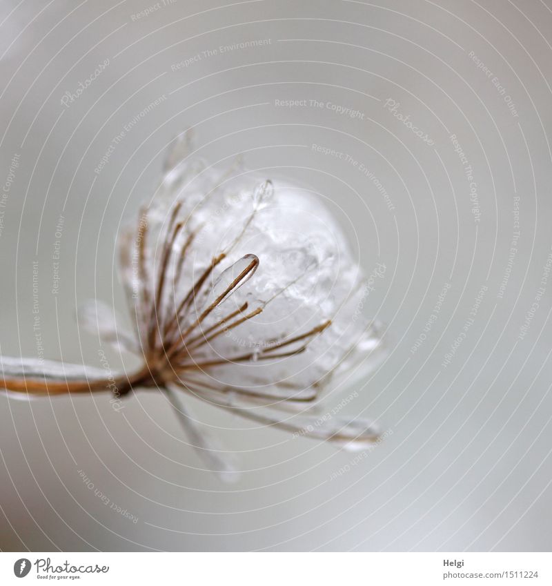 schwere Last... Umwelt Natur Pflanze Winter Eis Frost Schnee Wildpflanze Park frieren dehydrieren ästhetisch außergewöhnlich einzigartig kalt klein natürlich