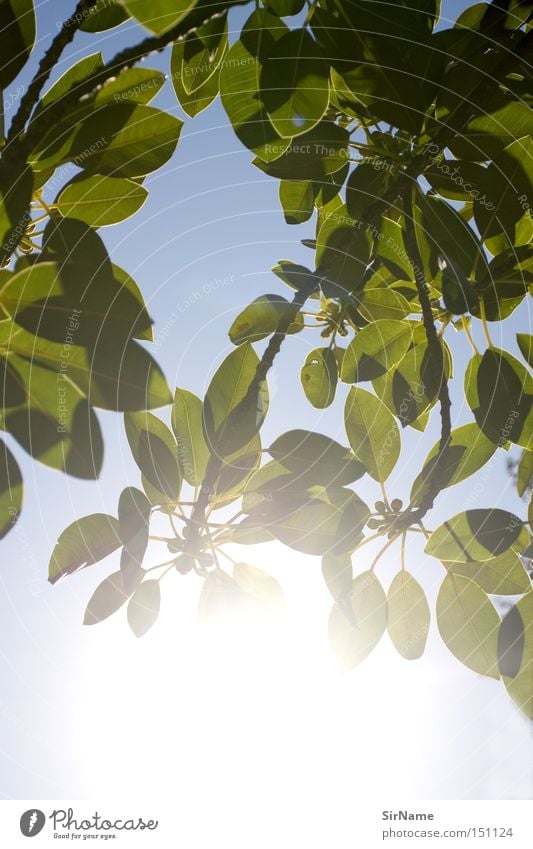 25 [picknickblick 1] Freude Erholung ruhig Freizeit & Hobby Spielen Ferien & Urlaub & Reisen Freiheit Sommer Sonne Himmel Baum Blatt authentisch frei heiß hell