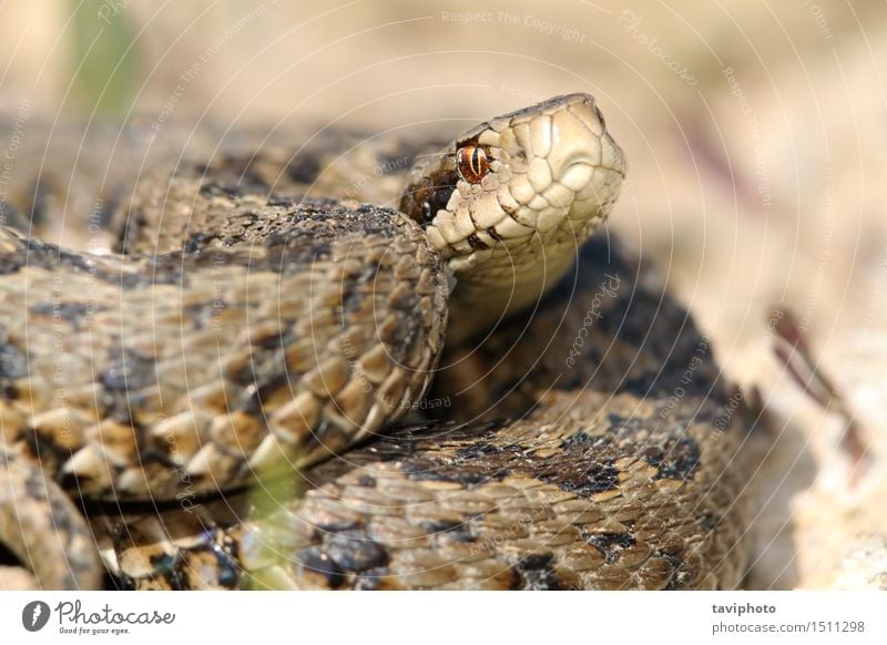 Nahaufnahme von Wiesenviper schön Frau Erwachsene Natur Tier Schlange wild grau Schutz gefährlich Farbe ursinii Gift giftig Reptil Rakkosiensis Natter Vipera