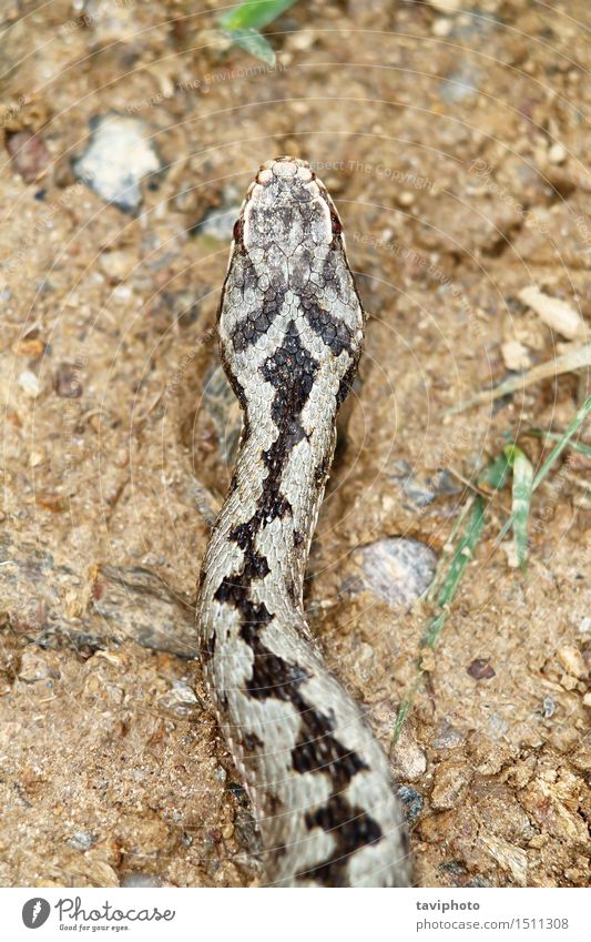 isolierter Kopf von vipera berus Frau Erwachsene Natur Tier Schlange wild Schutz Angst gefährlich Vipera Reptil giftig Gift allgemein Ottern Natter Europäer