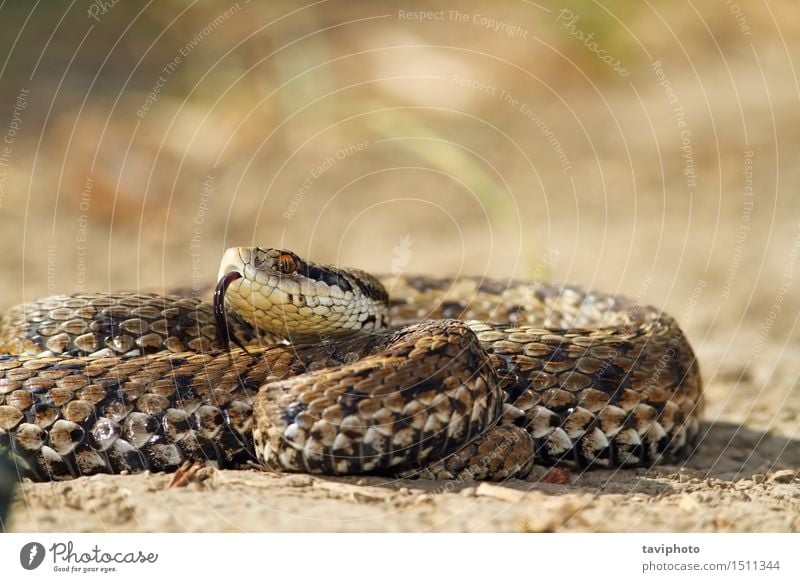 Wiesen-Adder am Boden schön Frau Erwachsene Natur Tier Schlange wild braun Angst gefährlich Farbe Rakkosiensis Ottern ursinii Vipera Natter Reptil gefährdet