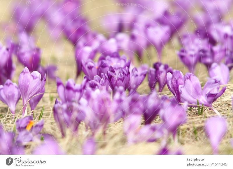 natürliche Wiese voller Krokusse elegant Leben Garten Menschengruppe Natur Pflanze Frühling Blume Gras Blatt Blüte Park Wachstum frisch gelb grün Farbe purpur