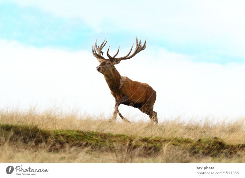 Rotwildbock, der oben auf einen Hügel läuft schön Spielen Jagd Mann Erwachsene Umwelt Natur Landschaft Tier Herbst Gras Park Wiese rennen natürlich braun rot