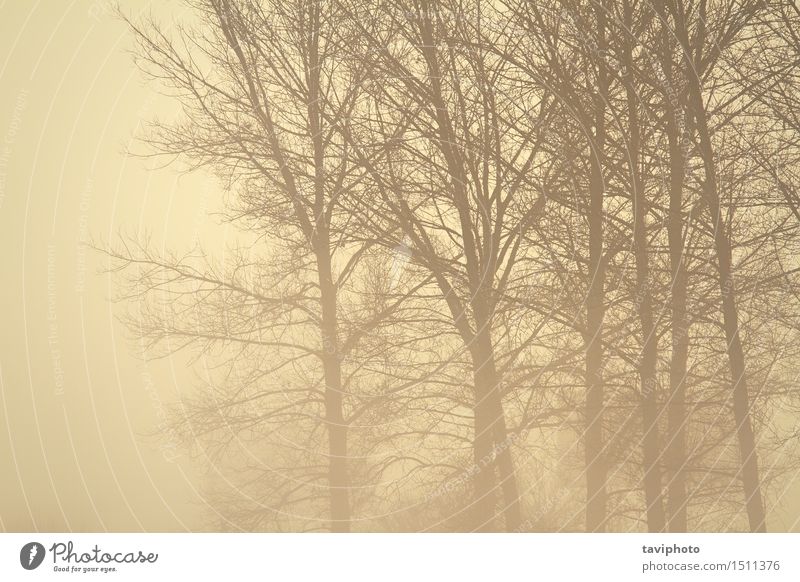 gruseliger Wald im Nebel schön Halloween Umwelt Natur Landschaft Herbst Wetter Regen Baum träumen dunkel natürlich trist schwarz Angst Entsetzen geheimnisvoll