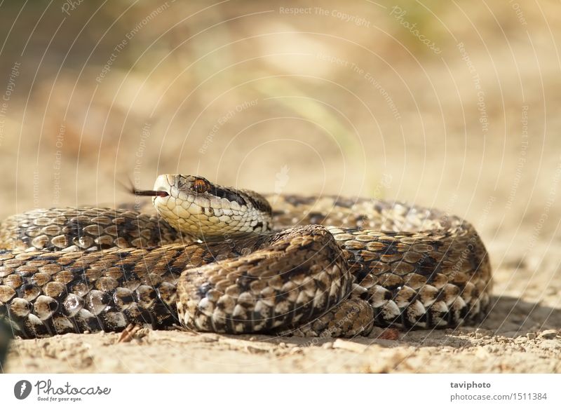 vipera ursinii auf dem Boden schön Umwelt Natur Tier Wiese Schlange einzigartig wild braun Angst gefährlich Reptil Rakkosiensis Natter Ottern giftig Vipera