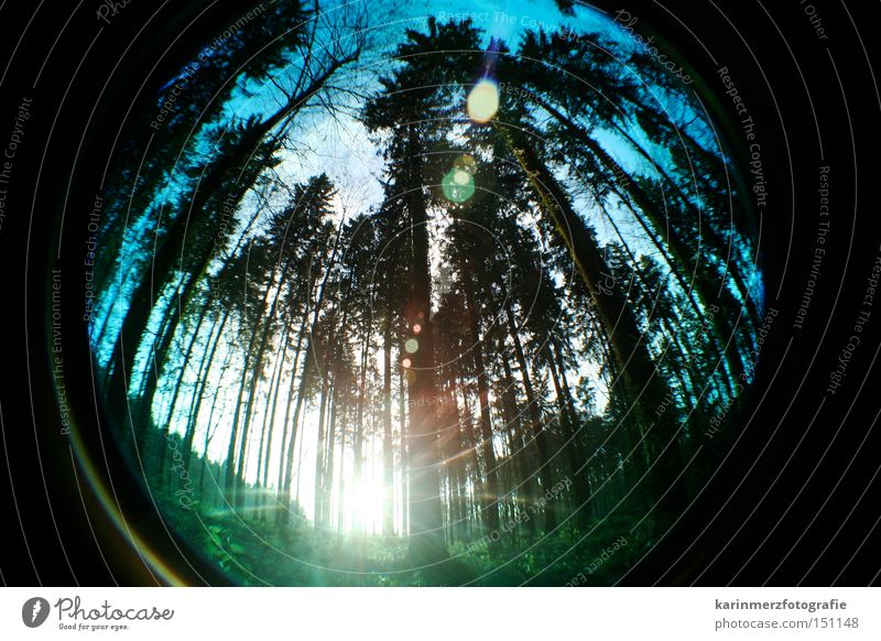 Lichtblick Wald Baum Sonne Herbst kalt Sonnenstrahlen hoch Natur Fischauge