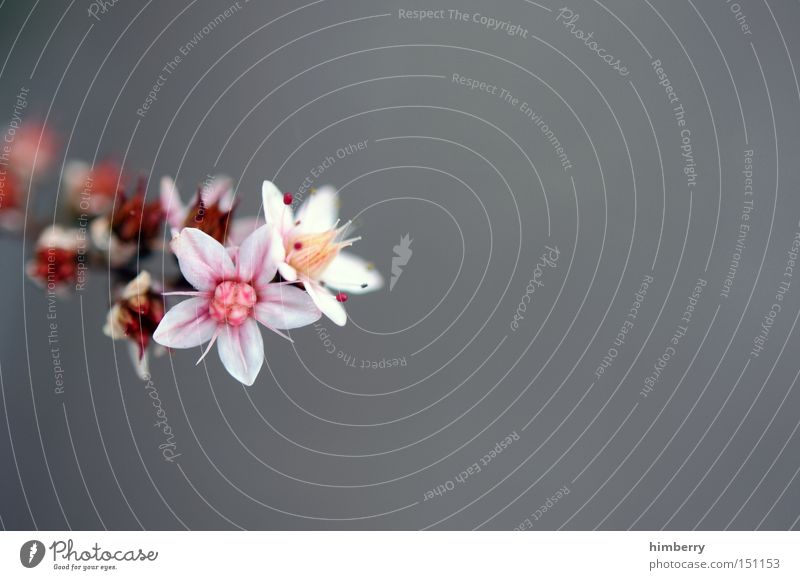 refresh Blume Natur Frühling frisch Gartenbau Pflanze schön ästhetisch Hintergrundbild Floristik