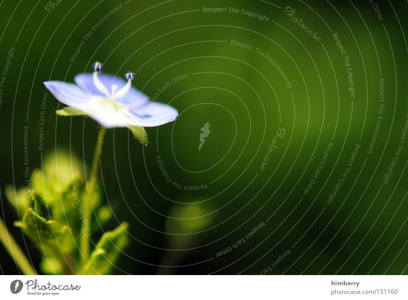 sidestep Blume Natur Frühling frisch Gartenbau Pflanze schön ästhetisch Hintergrundbild Floristik Makroaufnahme Nahaufnahme Park