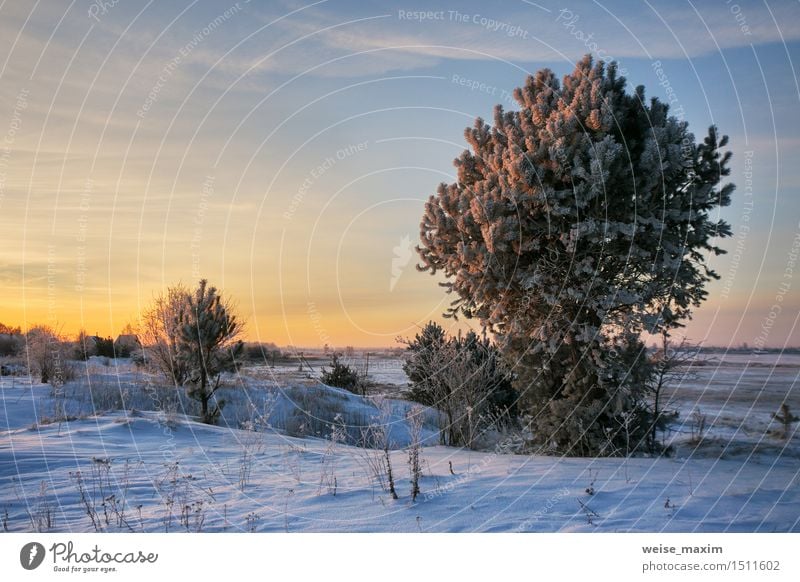 Wintermorgen Schnee Garten Natur Landschaft Pflanze Himmel Wolken Horizont Eis Frost Baum Sträucher Wiese blau gelb schwarz weiß kalt Aussicht Hintergrund Holz