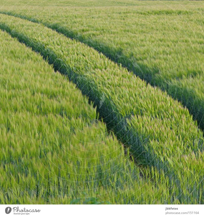 EIN BETT IM KORNFELD grün Korn Kornbrand Getreide Kornfeld Spuren Traktorspur Ähren Feld Landwirtschaft Herbst Ernte Landschaft Lebensmittel