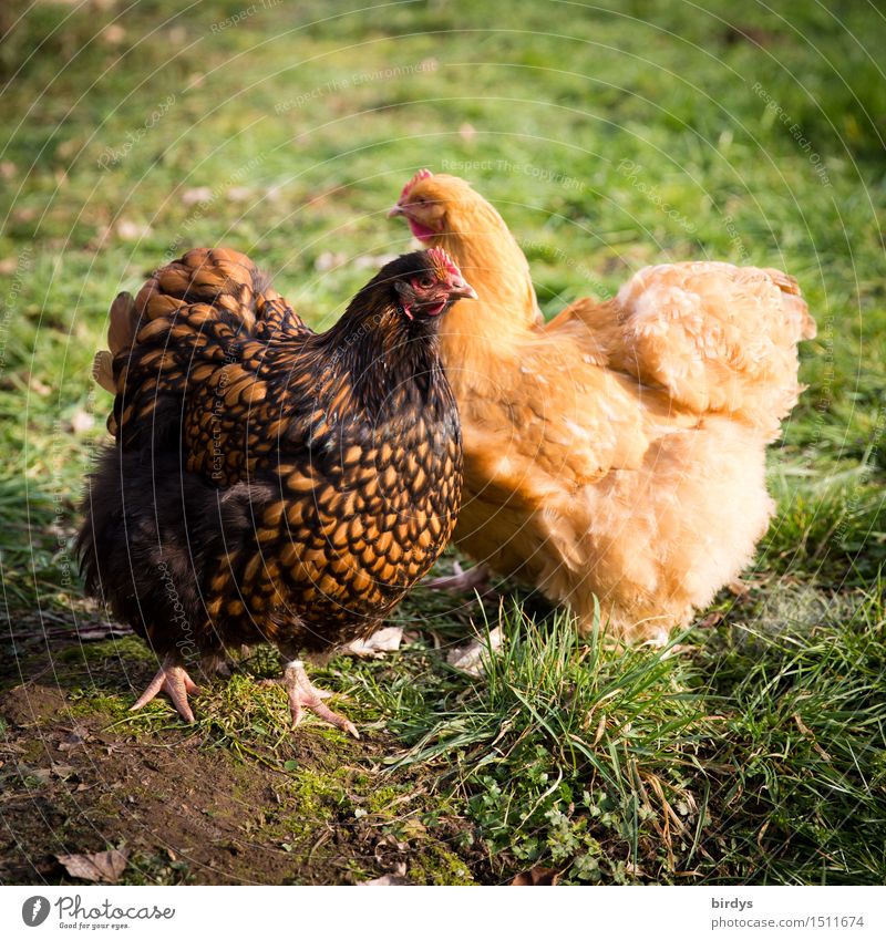 Die Orpington Sisters Schönes Wetter Wiese Haustier Nutztier Haushuhn 2 Tier Bewegung Blick stehen ästhetisch frei Freundlichkeit Gesundheit Zusammensein Glück