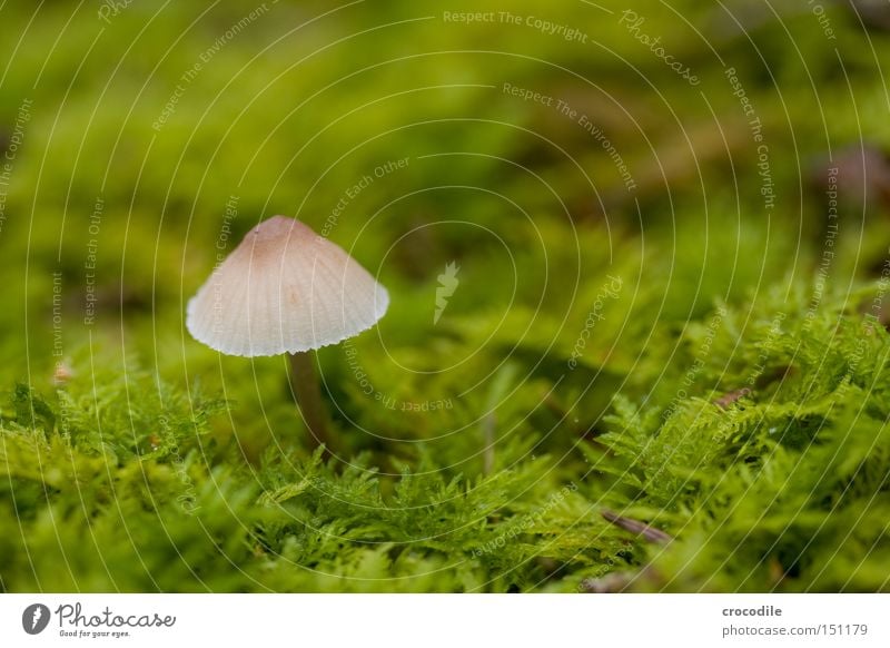 schwammerl Pilz Hut grün Moos feucht fruchtbar Samen Unschärfe Makroaufnahme Nahaufnahme Herbst Vergänglichkeit