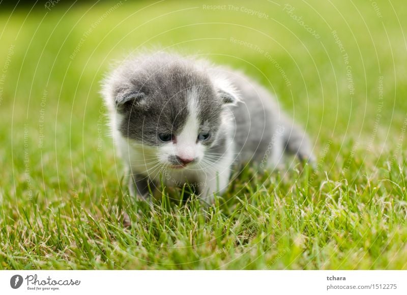 Kätzchen schön Spielen Garten Baby Tier Gras Fell Haustier Katze 1 Tierjunges Liebe klein lustig niedlich grau grün Katzenbaby heimisch Hintergrund süß