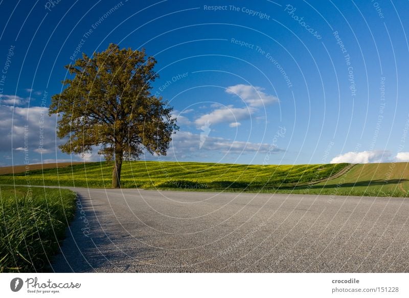 Streckenposten Baum Herbst Blatt färben verlieren Straße Verkehr Wolken Himmel Wiese Feld Landwirtschaft bebauen Verkehrswege