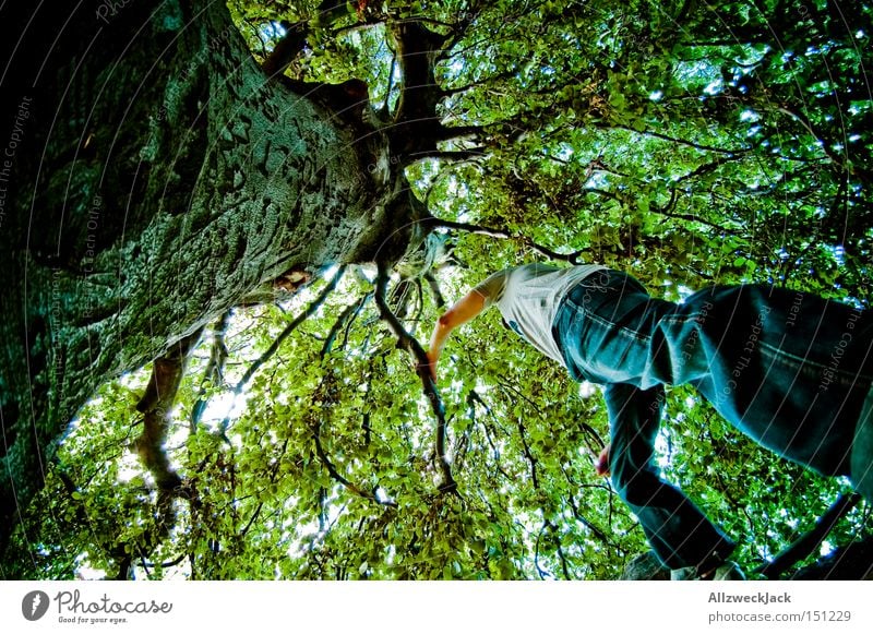 tarzan aus der käferperspektive Wald Natur Baum Blatt grün Blätterdach Baumkrone Klettern Baumrinde Ast Froschperspektive Waldmensch Freude Fischauge