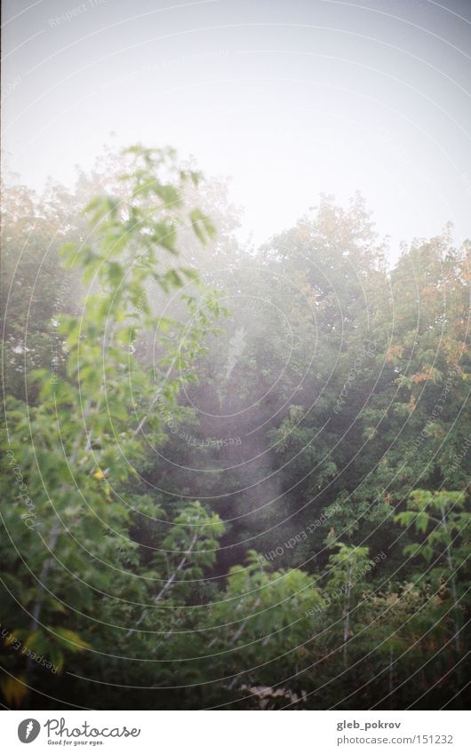 Nebel. Sibirien grün Blume Blüte Licht Lichterscheinung frisch Himmel Russland Natur Pflanze Jahreszeiten Asien Blitzeffekt Blatt