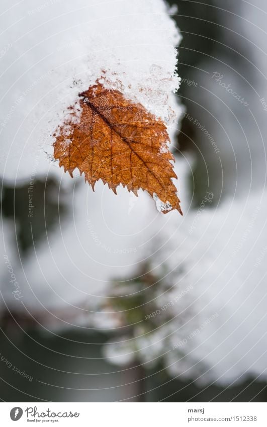 Er kam ein bisschen überraschend Natur Wassertropfen Herbst Winter Eis Frost Schnee Blatt einfach Überraschung Traurigkeit Trauer Ende kalt Missgeschick