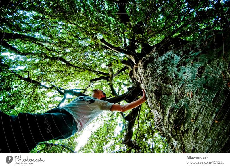 Naturbursche Wald Baum Blatt grün Blätterdach Baumkrone Klettern Baumrinde Ast Froschperspektive Waldmensch Fischauge Sommer