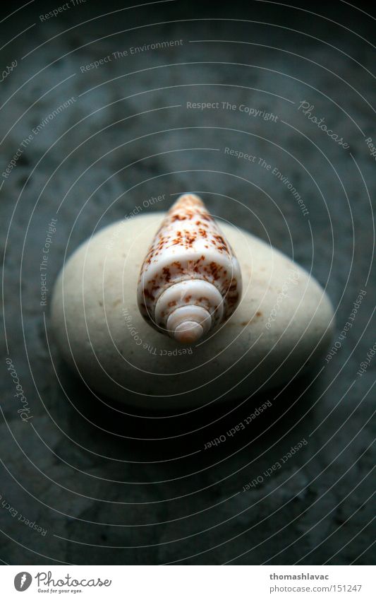 Stein Wahrzeichen Stimmungsbild Natur Meer Gefühle Trauer Verzweiflung Dekoration & Verzierung Panzer Objektfotografie