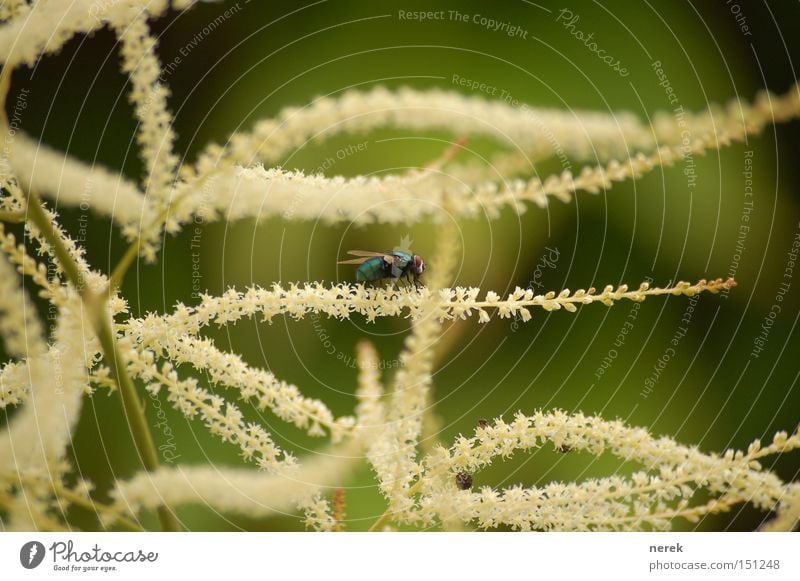 Ringel Fliege Pflanze Sommer Wärme Erholung Pause Mittagspause Denken Landebahn Blüte Ringelblume Nähgarn warten Makroaufnahme Nahaufnahme Froschessen stoppen