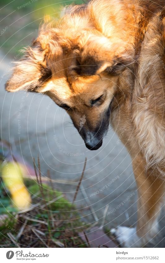 da war doch was Haustier Hund 1 Tier beobachten stehen ästhetisch Neugier positiv gelb grau loyal Tierliebe Treue achtsam Ausdauer Freundschaft Mischling blond