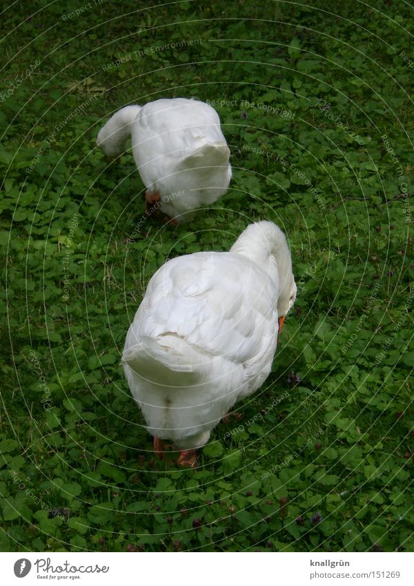 Wer suchet, der findet... Gans Hausgans Vogel Wiese weiß grün Nahrungssuche Tier Federvieh