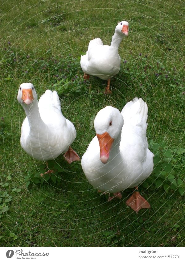 Neugier Gans Vogel Hausgans Tier Federvieh Wiese Blick weiß grün orange