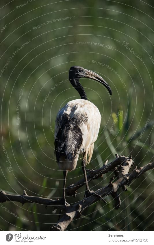 heiliger Ibis Ferien & Urlaub & Reisen Ausflug Ferne Freiheit Umwelt Natur Tier Wildtier Vogel Tiergesicht Flügel Sichler 1 natürlich Farbfoto Außenaufnahme Tag