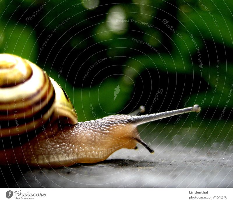 Schnecke Fühler Haus Schneckenhaus krabbeln Schleim langsam Ekel