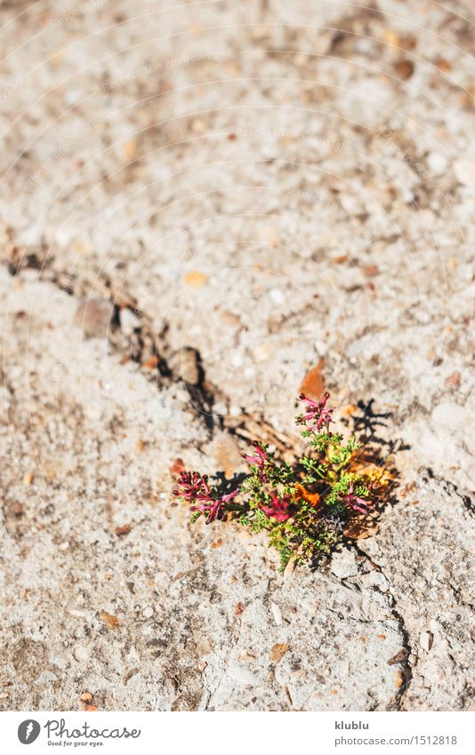 Unkraut, das durch Sprung im Pflaster wächst Kräuter & Gewürze Leben Erfolg Natur Pflanze Dürre Gras Blatt Straße Beton alt Wachstum natürlich stark grau grün