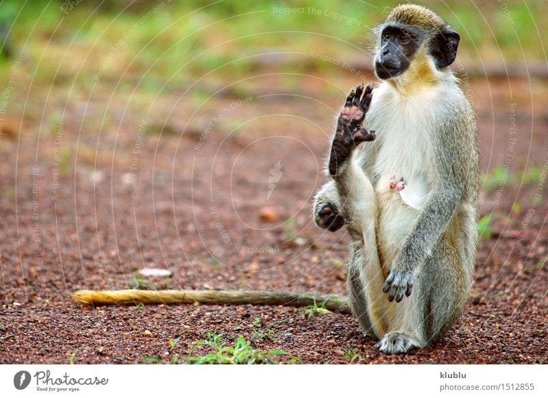 Grüner Affe in Senegal, Afrika exotisch Ferien & Urlaub & Reisen Safari Zoo Natur Tier Sand Himmel Baum Park Pelzmantel heiß lang natürlich wild grün weiß