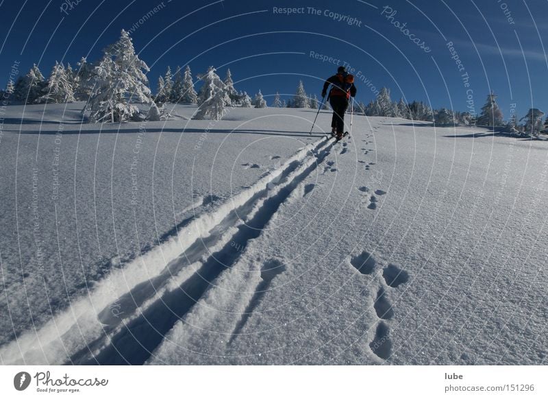 Wettlauf Hase gegen Mensch Skifahren Skier Winter Ferien & Urlaub & Reisen Skispur Schneelandschaft Wege & Pfade Spuren Wintersport Skitour Skifahrer Hasenjagd